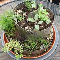 a just planted herb spiral garden